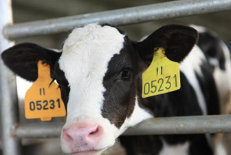 RFID畜牧业养殖解决方案